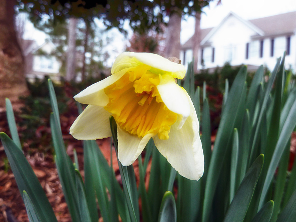 Early-Spring-Flower-2-2012