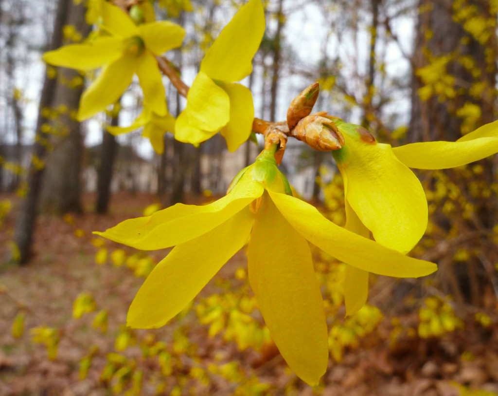 Forsythia_Blooms_March-5-2011