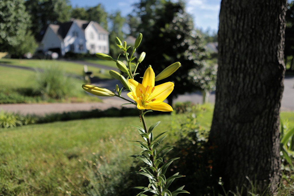 June-Flower