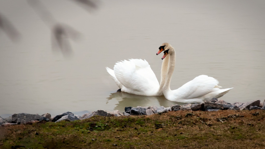 Leap_Day_Swans_2-29-12