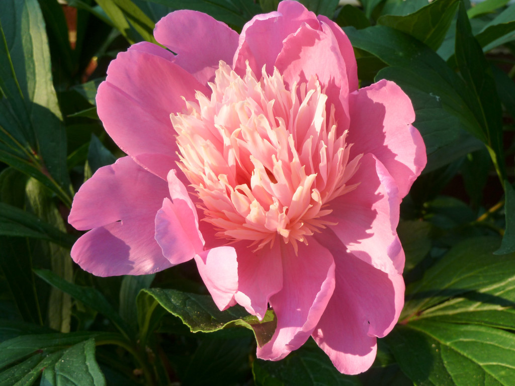 Peony_2012