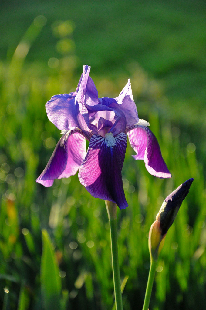 Purple_Iris