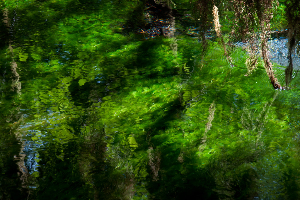 Stream_in_Hoh_River_Rainforest_7-2012