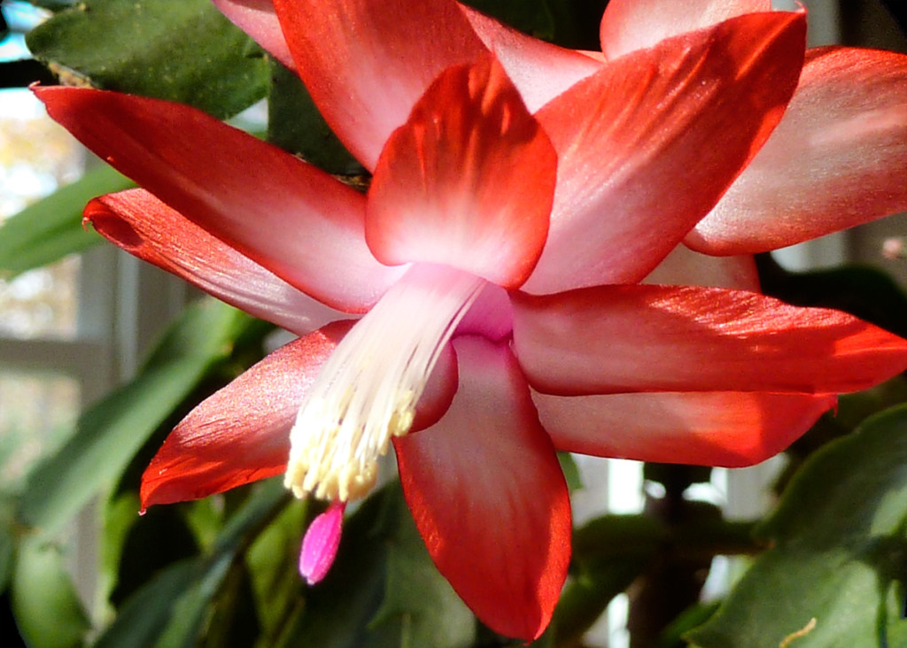 Thanksgiving-Cactus-11-20-2011