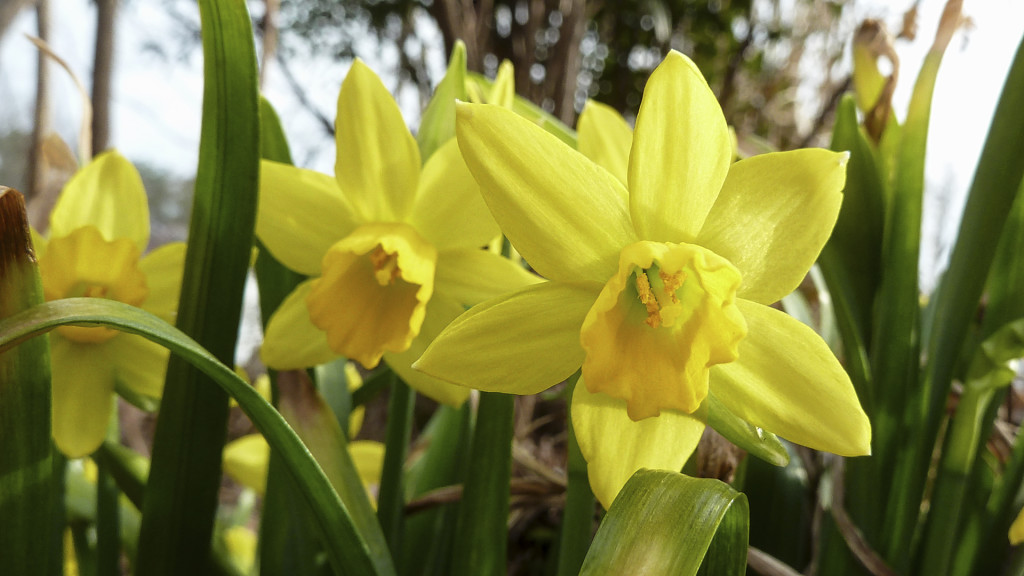 2014-03-22-Small-Yellow-Daffodils
