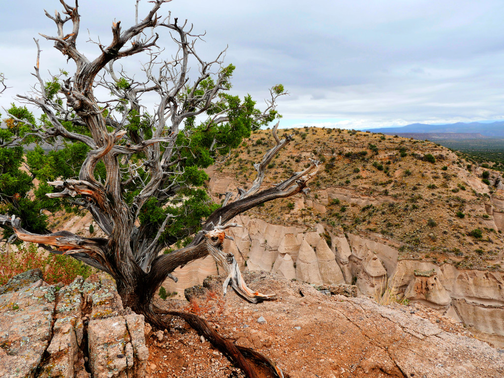 2015-09-22-New-Mexico-Tree